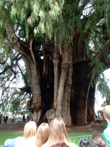 We visited el Arbol de Tule, the widest tree in the world, where our tour guide (who was under 10 years old) enthusiastically showed us all the figured discovered in the tree trunk (there were at least 50, but there were animals, butts, and even a president's eyebrows!).