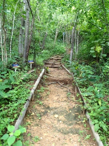 One of the paths in the rainforest